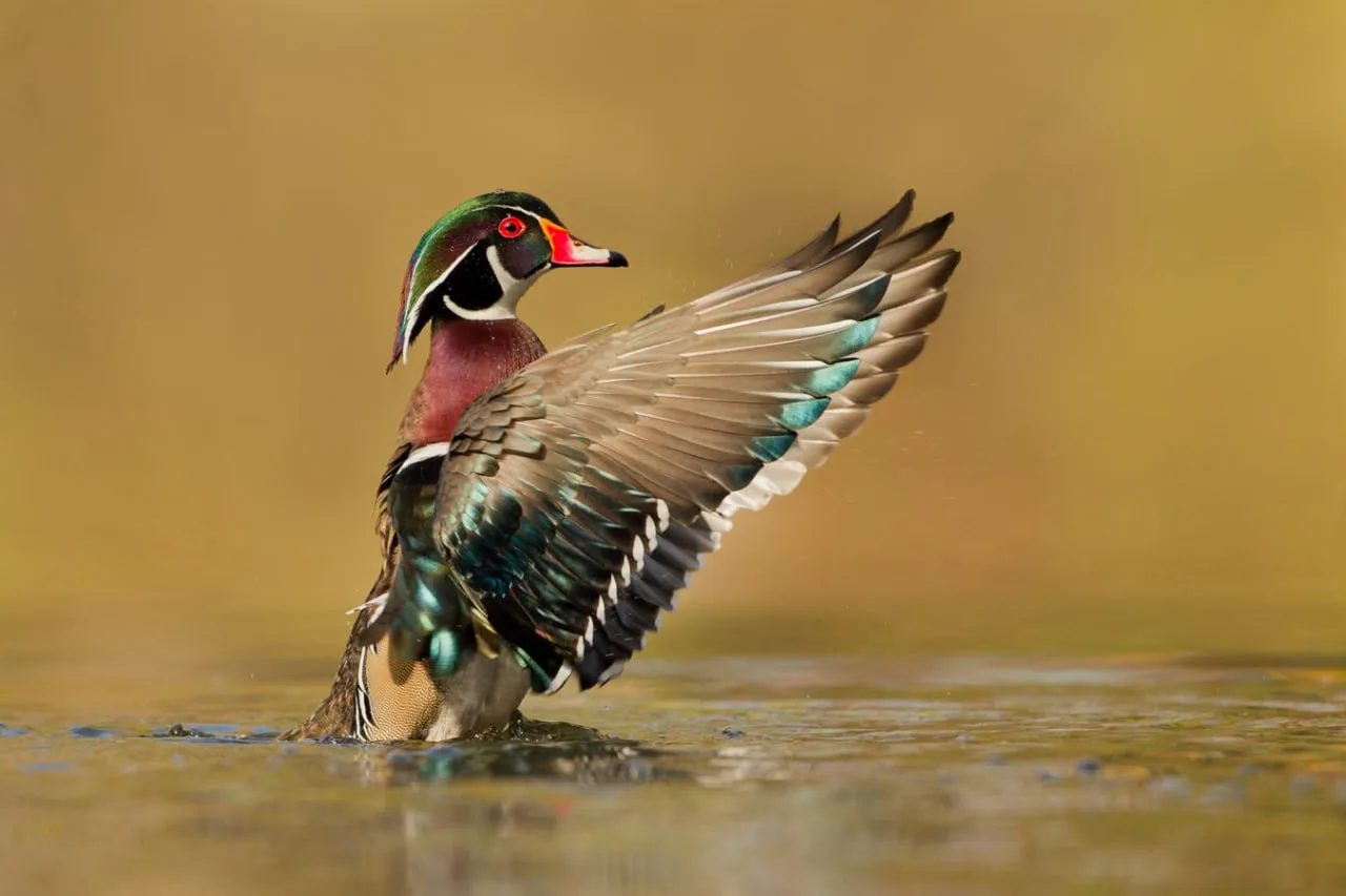 Cornell Lab Bird Academy - Melissa Groo - Bird Photography